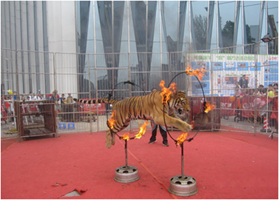 广州阳光马戏团表演演出